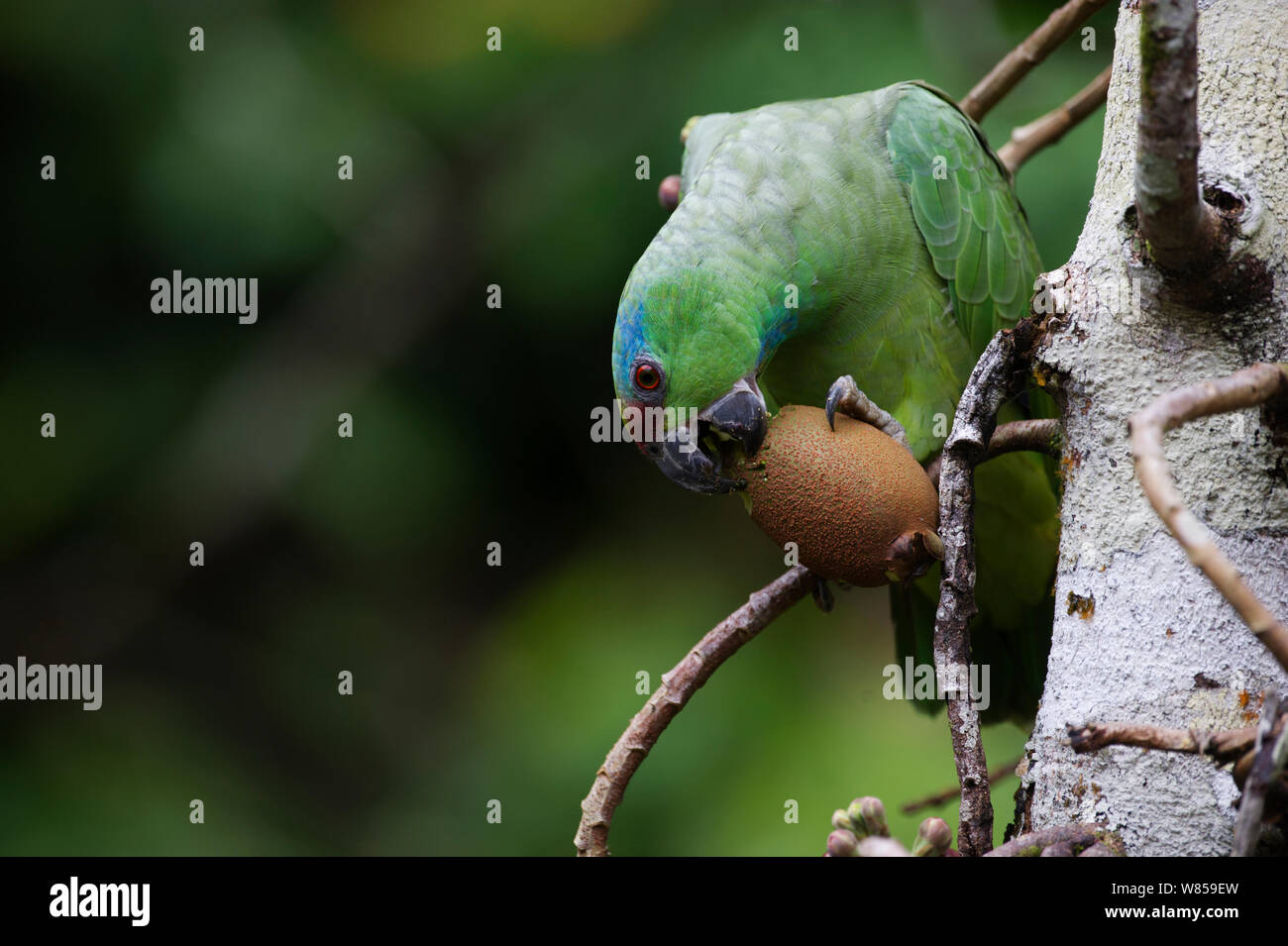 Festive Parrot (Amazona festiva) feeding, Iquitos, Amazon, Peru Stock Photo
