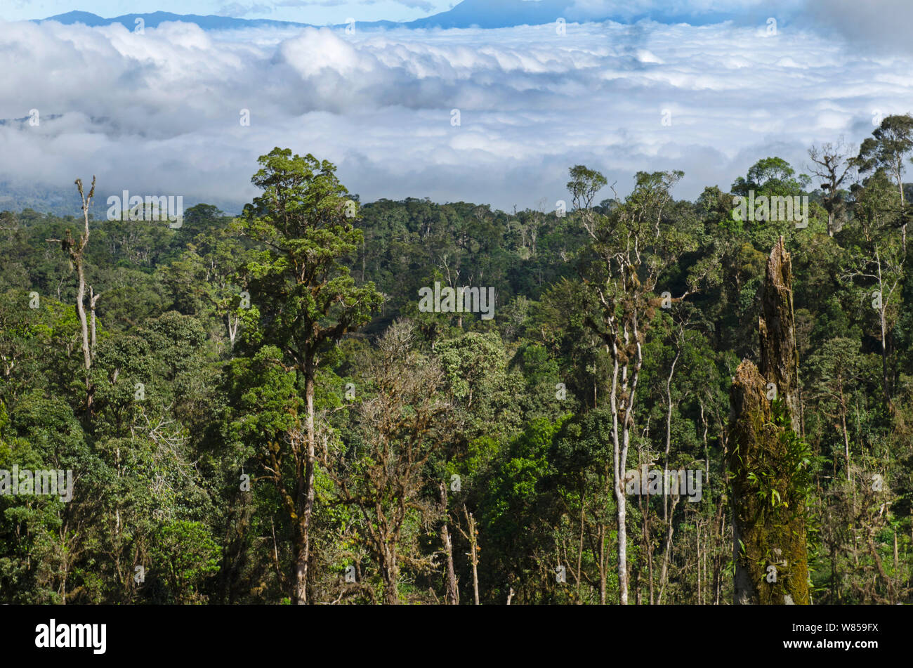 View of rainforest from Highlands Highway, close to Tari Gap, Tari, Papua New Guinea, August 2011 Stock Photo