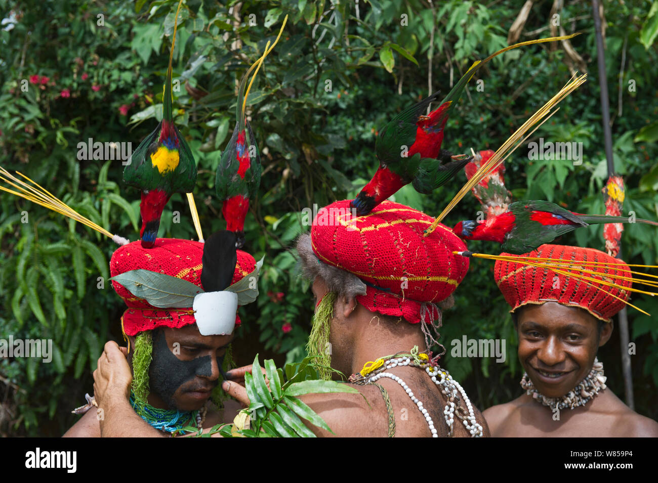 Performers preparing for a Sing-sing at Paiya Show, painting face. Western Highlands Papua, New Guinea. With Papua lorikeets in head dress, August 2011 Stock Photo