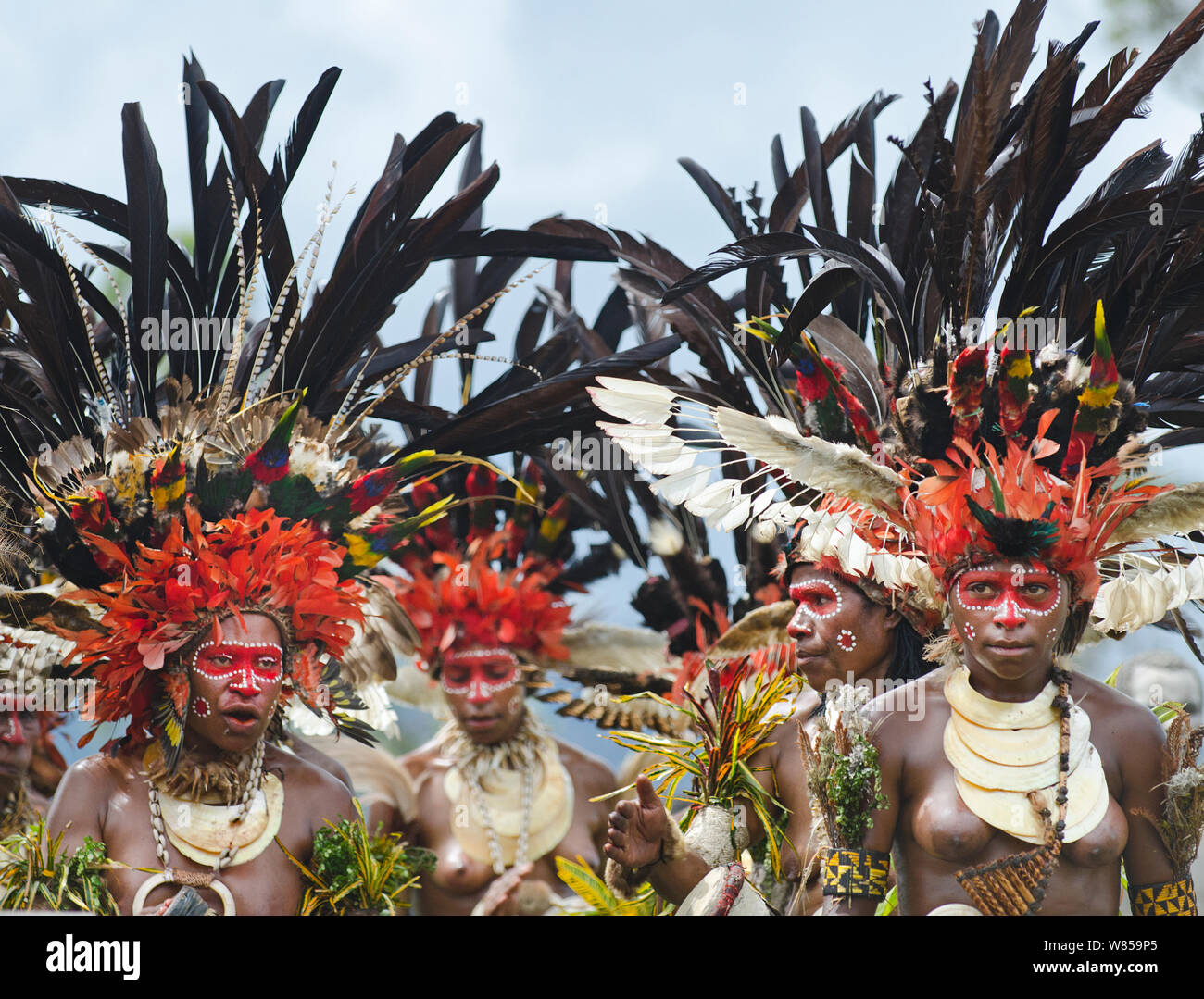 Sing-sing group from Western Highlands performing at Hagen Show, Papua New Guinea. With black plumes from the Black Sicklebill a bird of paradise. August 2011. Stock Photo