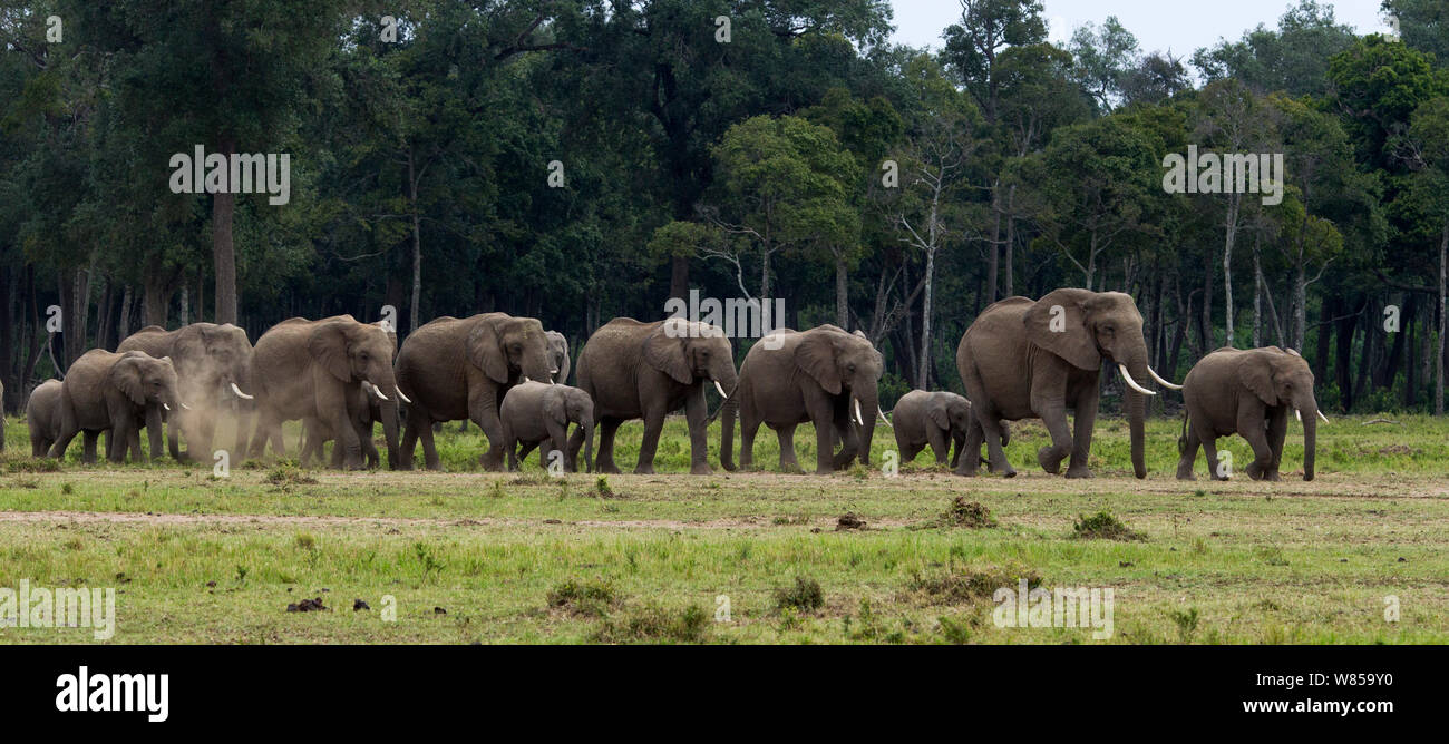 African elelphant (Loxodonta africana) herd on the move. Masai Mara National Reserve, Kenya, July Stock Photo