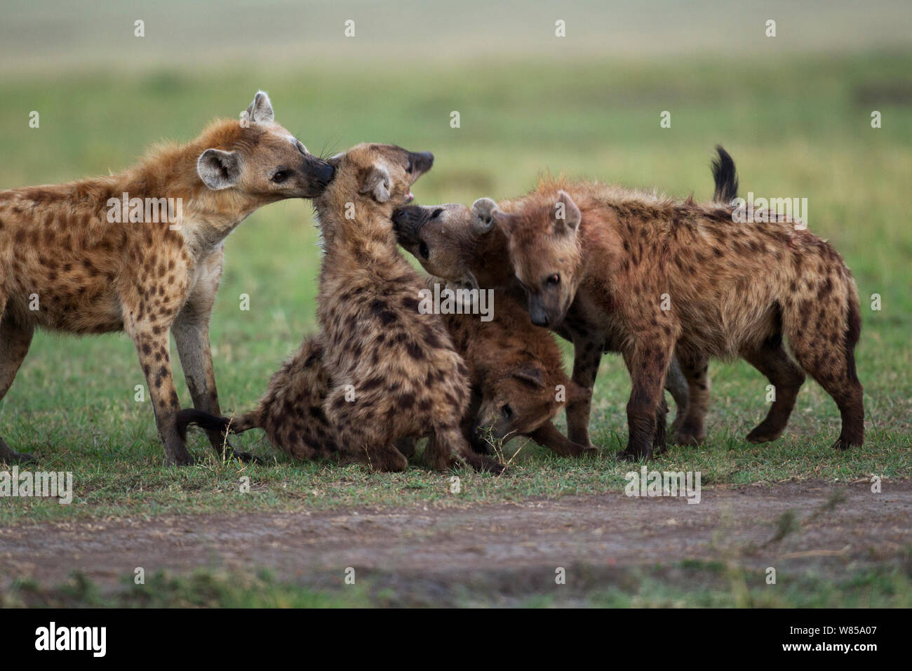 Spotted hyenas (Crocuta crocuta) playing. Masai Mara National Reserve, Kenya. August Stock Photo