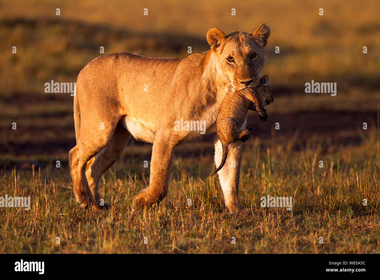 Lioness (Panthera leo) carrying a cub aged less than 1 month in her mouth. Masai Mara National Reserve, Kenya, August Stock Photo