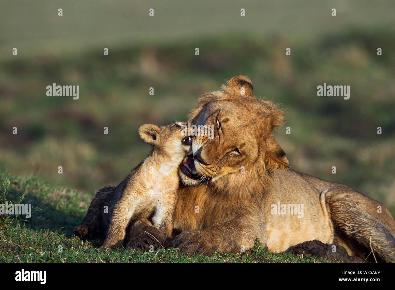 Lion (Panthera leo) adolescent male playing with cub aged 3-6 months. Masai Mara National Reserve, Kenya, September Stock Photo