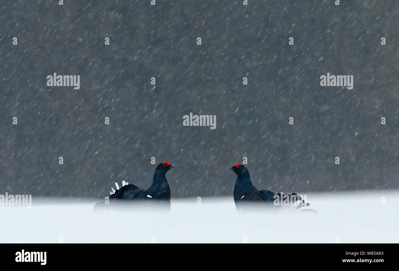 Two male Black grouse (Lyrurus tetrix) displaying at lek, Kuusamo, Finland, April. Stock Photo