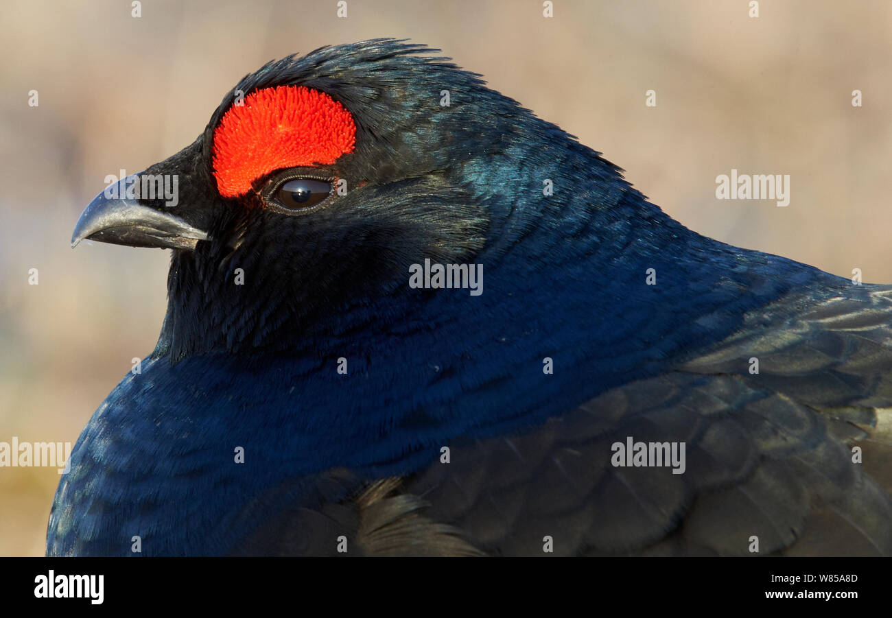 Male Black grouse (Lyrurus tetrix), Utajarvi, Finland, April. Stock Photo