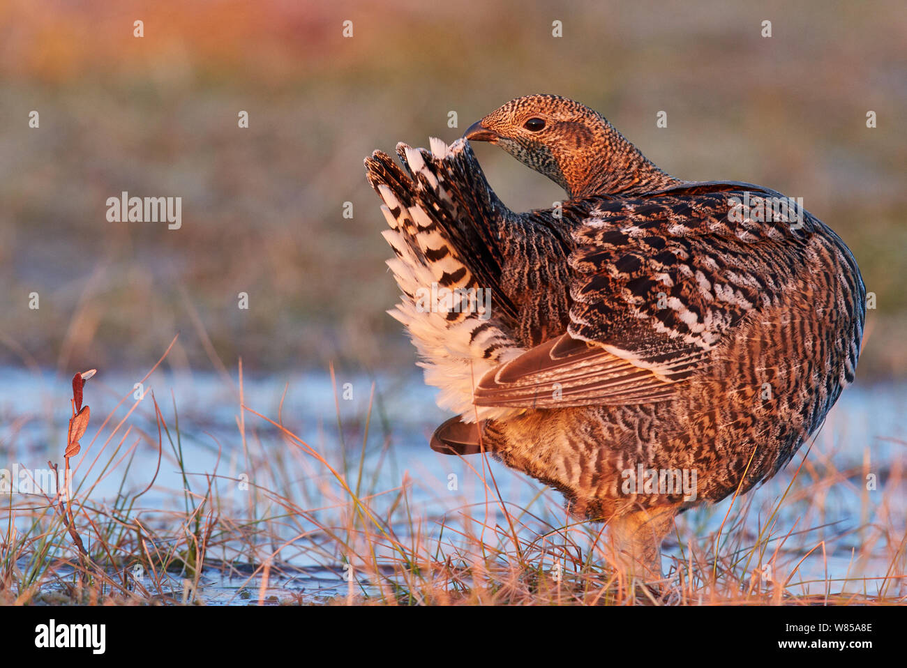 Female Black grouse (Lyrurus tetrix), Utajarvi, Finland, April. Stock Photo