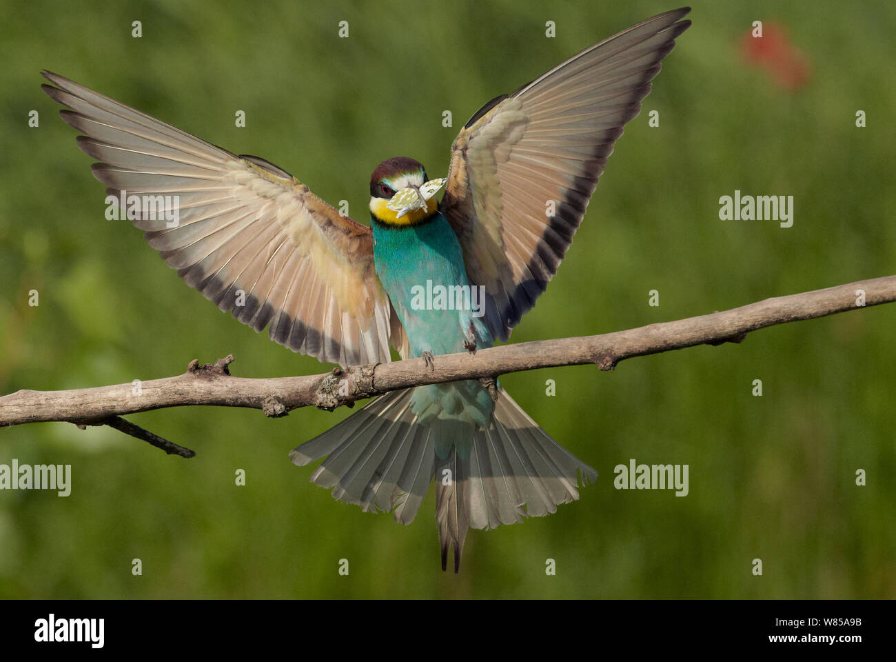 European bee-eater (Merops apiaster) landing on a branch with butterfly prey, Hungary, June. Stock Photo