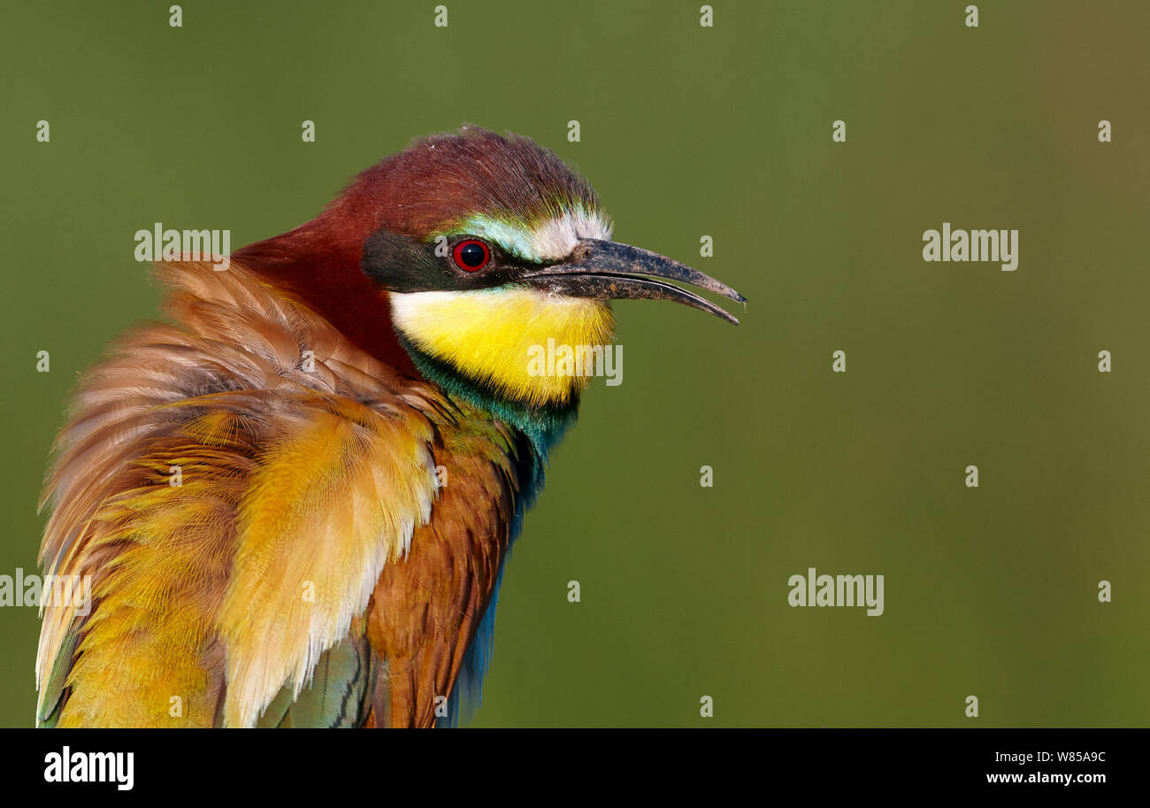 European bee-eater (Merops apiaster), Hungary, June. Stock Photo
