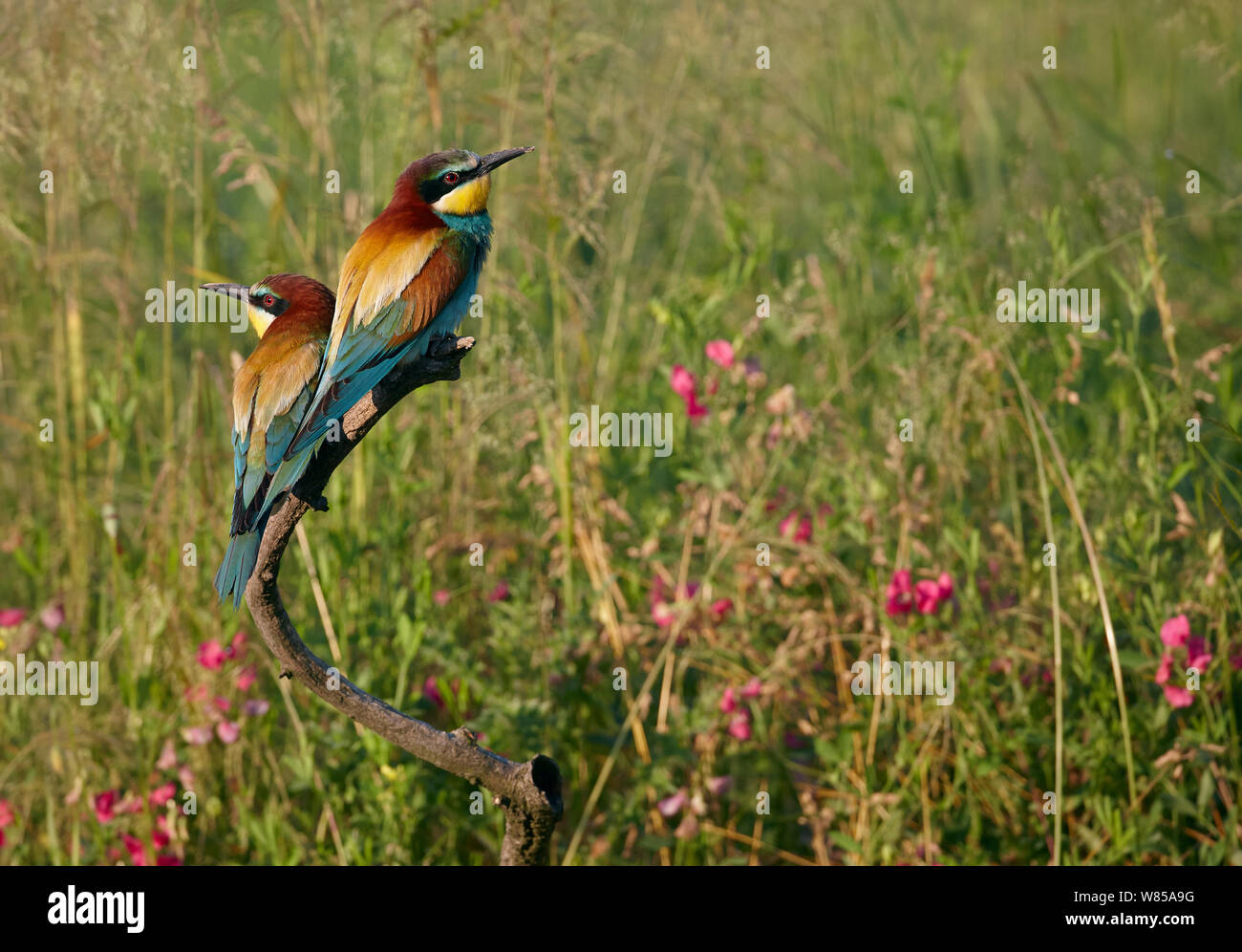 Two European bee-eaters (Merops apiaster), Hungary, June. Stock Photo
