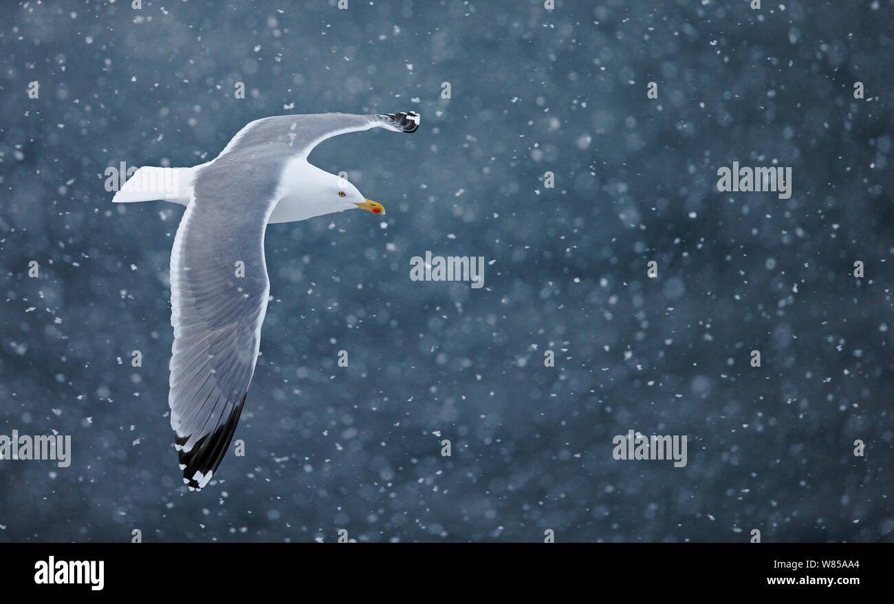 Herring gull (Larus argentatus) flying in falling snow, Vardo, Norway, March. Stock Photo