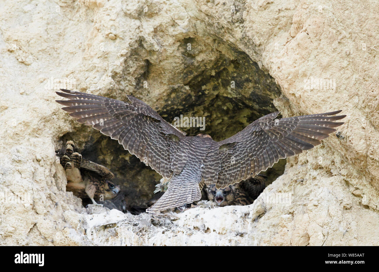 Male lanner falcon falco biarmicus hi-res stock photography and images ...