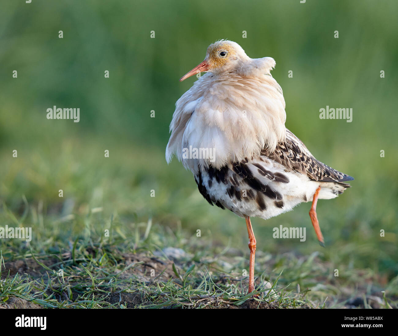 Ruff hi-res stock photography and images - Alamy