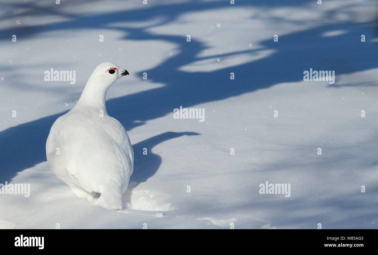 Willow grouse (Lagopus lagopus) in winter plumage, Utsjoki, Finland, April. Stock Photo