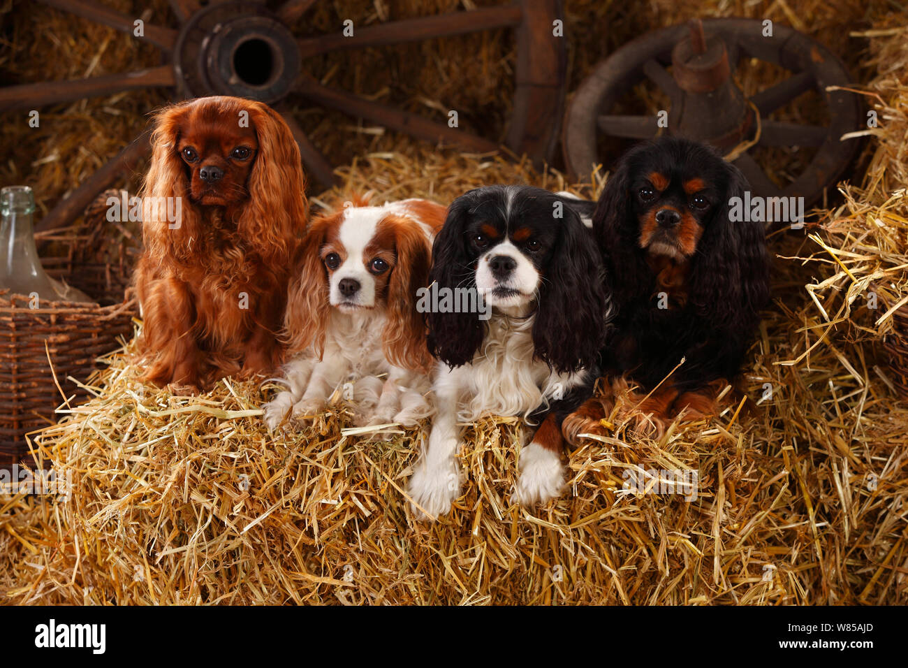 Cavalier King Charles Spaniels with all four of the coat patterns for this  breed, ruby, blenheim, tricolour, and black-and-tan. Sitting on hay bale in  straw Stock Photo - Alamy