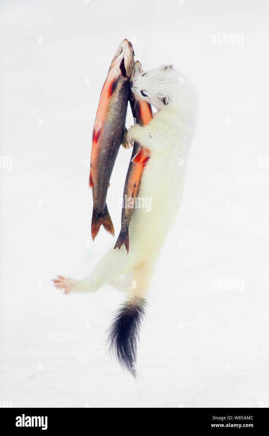Fish hanging from line Stock Photo - Alamy