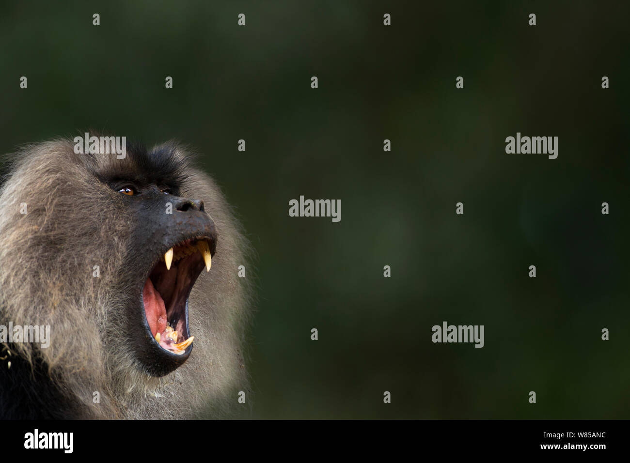Lion-tailed macaque (Macaca silenus) male yawning. Anamalai Tiger Reserve, Western Ghats, Tamil Nadu, India. Stock Photo