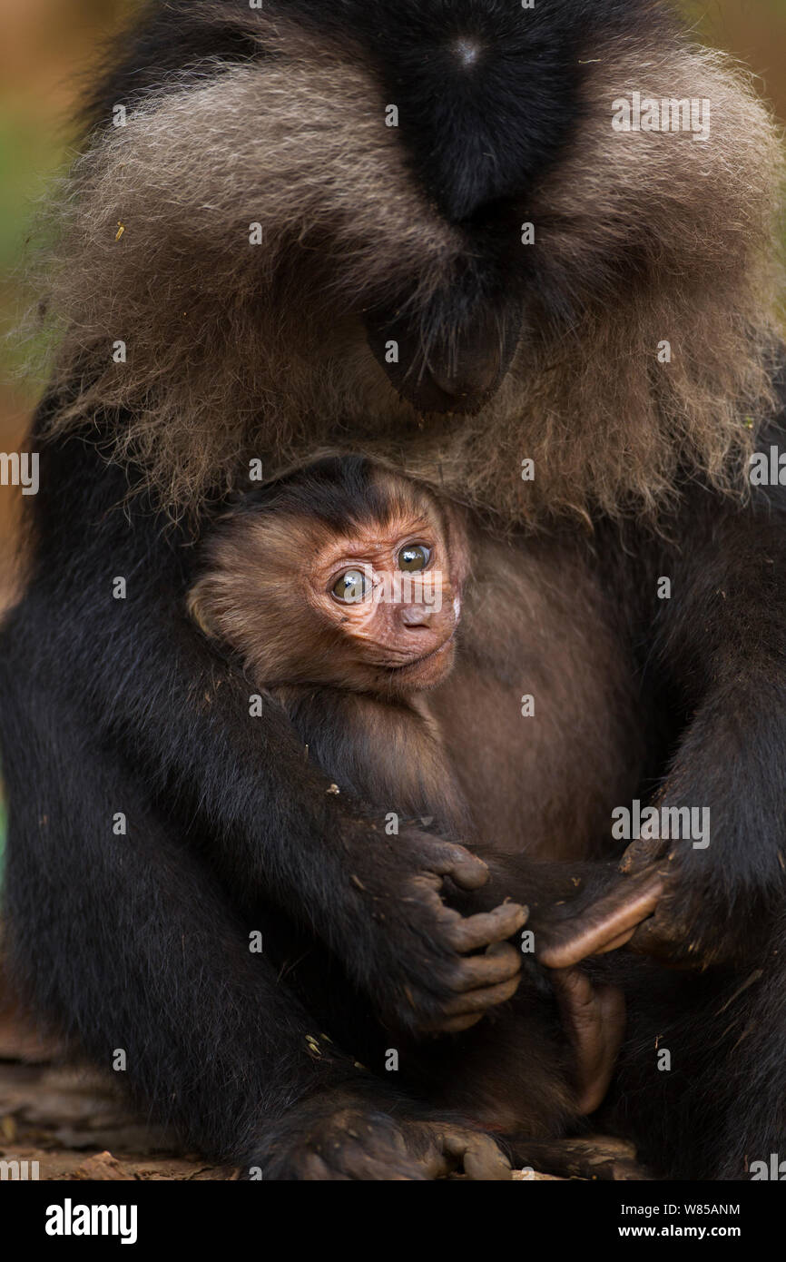 Lion-tailed macaque (Macaca silenus) baby aged 6-12 months suckling. Anamalai Tiger Reserve, Western Ghats, Tamil Nadu, India. Stock Photo