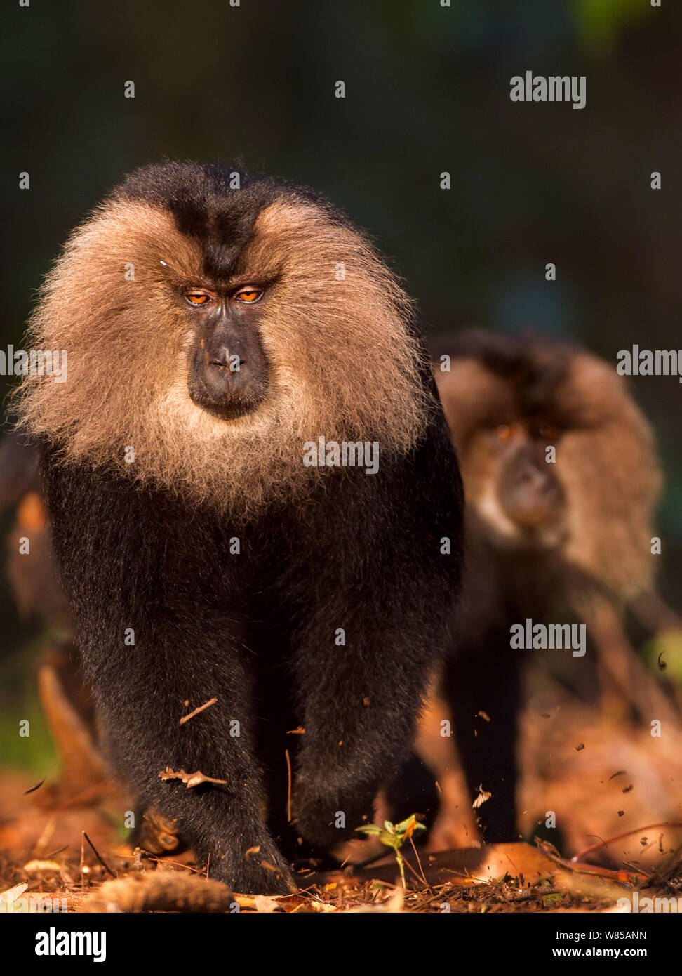 Lion-tailed macaque (Macaca silenus) male walking. Anamalai Tiger