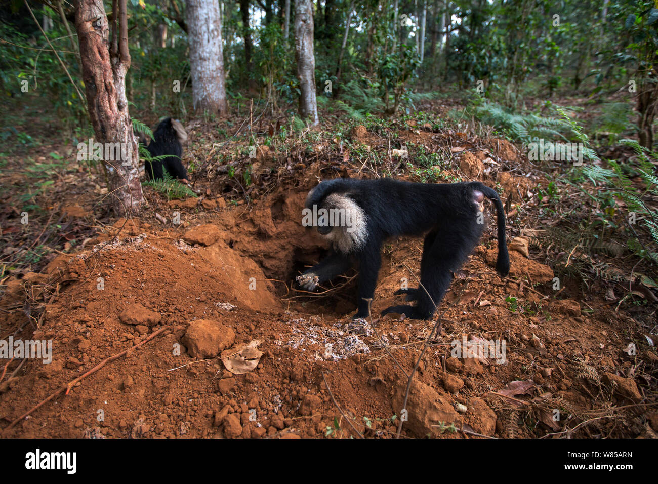 Lion-tailed macaques (Macaca silenus) raiding a termite nest for eggs. Anamalai Tiger Reserve, Western Ghats, Tamil Nadu, India. Stock Photo