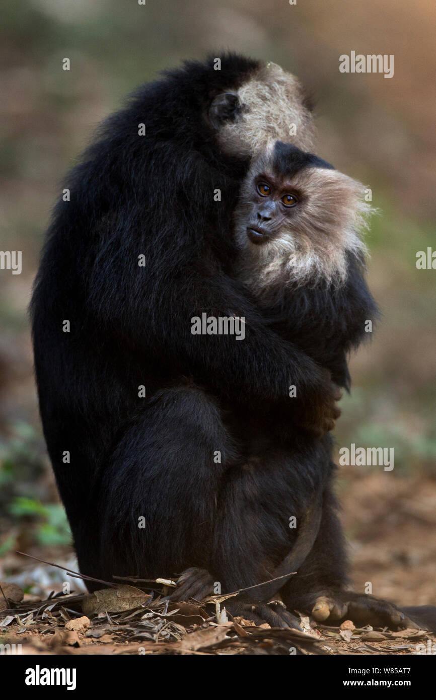 Lion-tailed macaque (Macaca silenus) male hugging a distressed juvenile to comfort it. Anamalai Tiger Reserve, Western Ghats, Tamil Nadu, India. Stock Photo