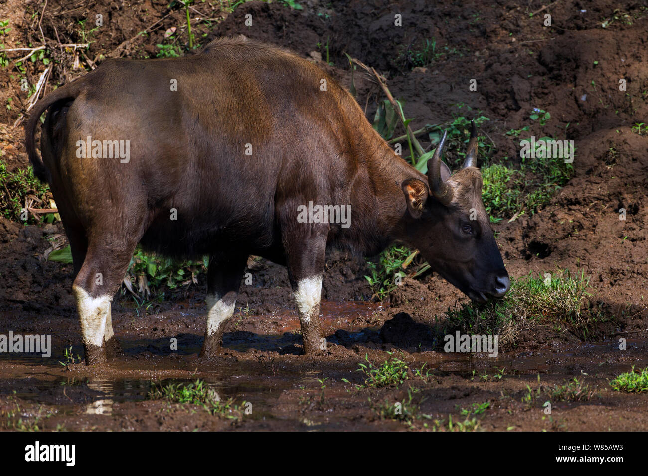Gaur (Bos gaurus) feeding, Anamalai Tiger Reserve, Western Ghats, Tamil Nadu, India. Stock Photo