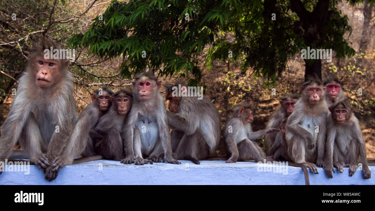 Bonnet macaque (Macaca radiata) group, Anamalai Tiger Reserve, Western Ghats, Tamil Nadu, India. Stock Photo