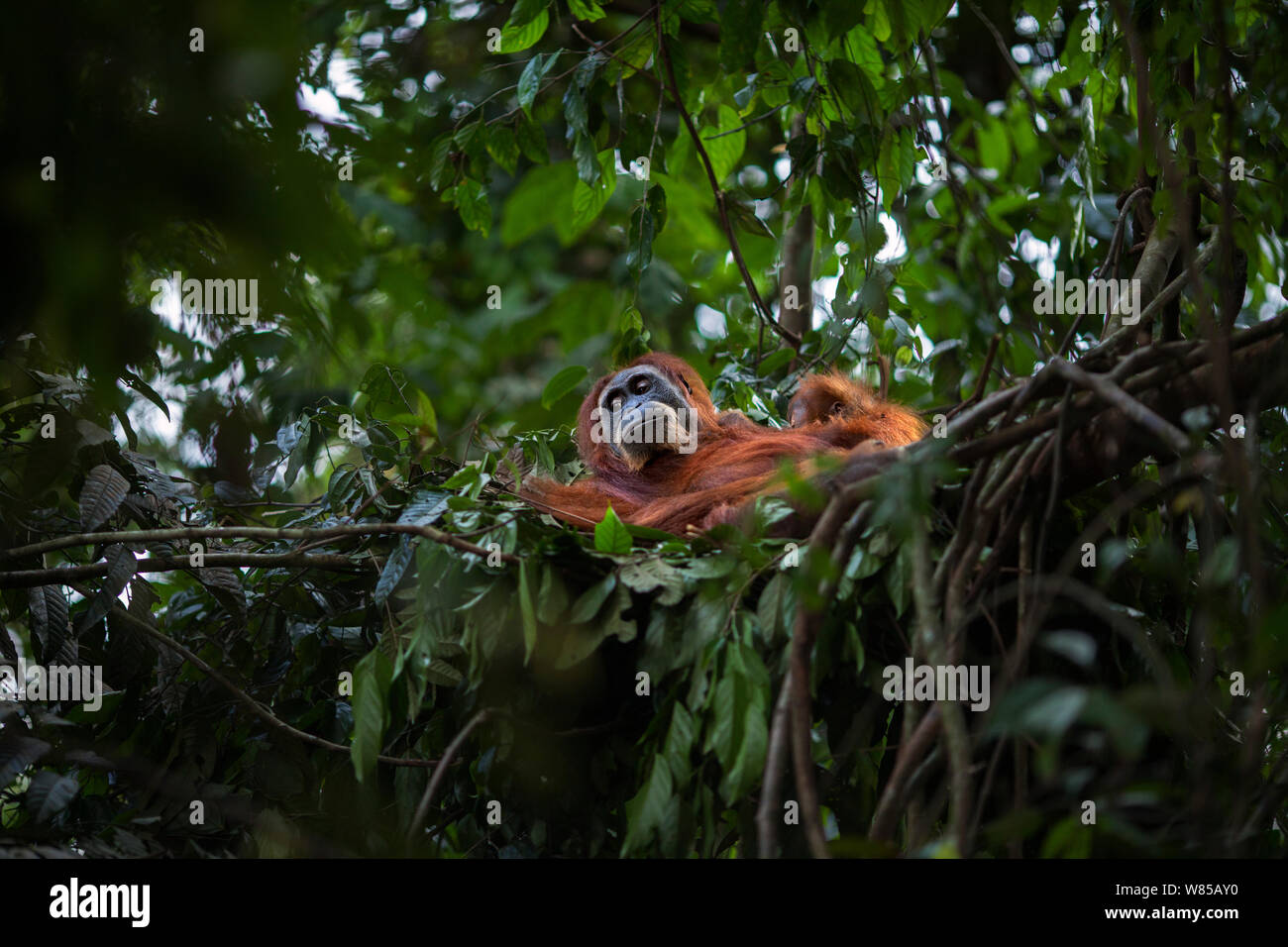 Sumatran orangutan (Pongo abelii) female 'Ratna' aged 24 years resting in a day nest. Gunung Leuser National Park, Sumatra, Indonesia. Rehabilitated and released (or descended from those which were released) between 1973 and 1995. Stock Photo