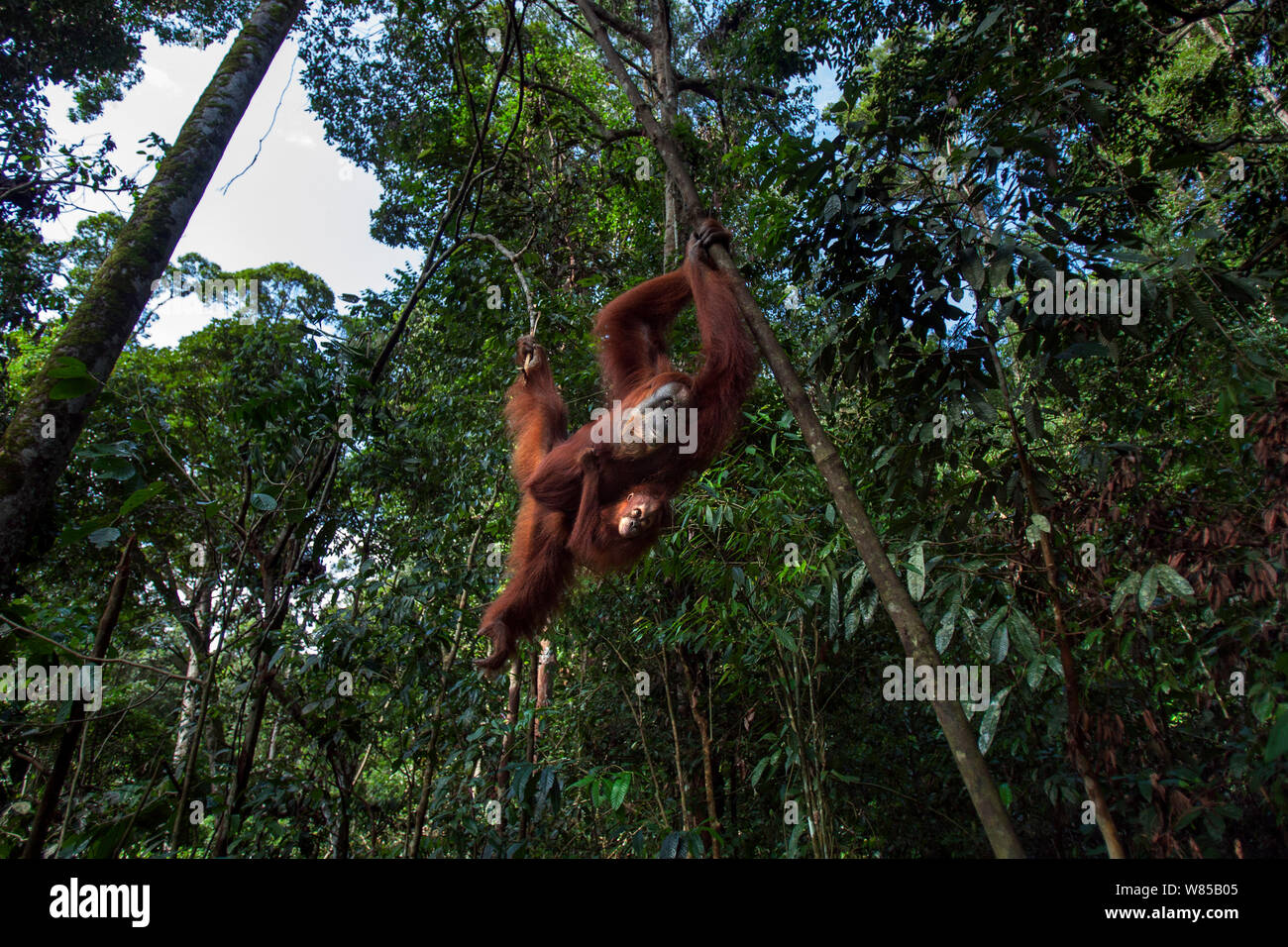 Sumatran orangutan (Pongo abelii) female 'Suma' aged 36 years and female baby 'Sumi' aged 2-3 years swinging through the trees. Gunung Leuser National Park, Sumatra, Indonesia. Rehabilitated and released (or descended from those which were released) between 1973 and 1995. Stock Photo