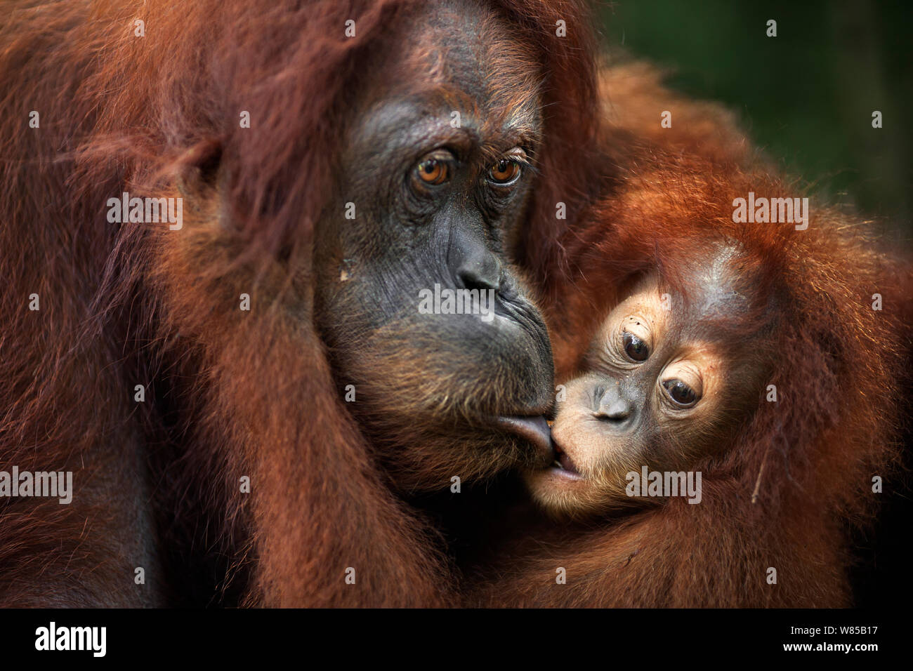 Sumatran orangutan (Pongo abelii) female baby 'Sandri' aged 1-2 years taking food from her mother 'Sandra' aged 22 years. Gunung Leuser National Park, Sumatra, Indonesia. Rehabilitated and released (or descended from those which were released) between 1973 and 1995. Stock Photo