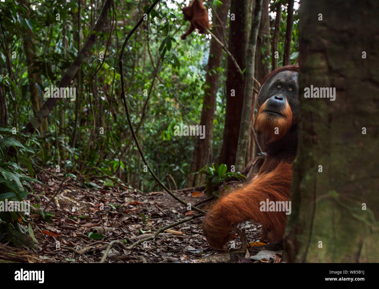 Sumatran orangutan (Pongo abelii) mature male 'Halik' aged 26 years peering from behind a tree. Gunung Leuser National Park, Sumatra, Indonesia. Rehabilitated and released (or descended from those which were released) between 1973 and 1995. Stock Photo