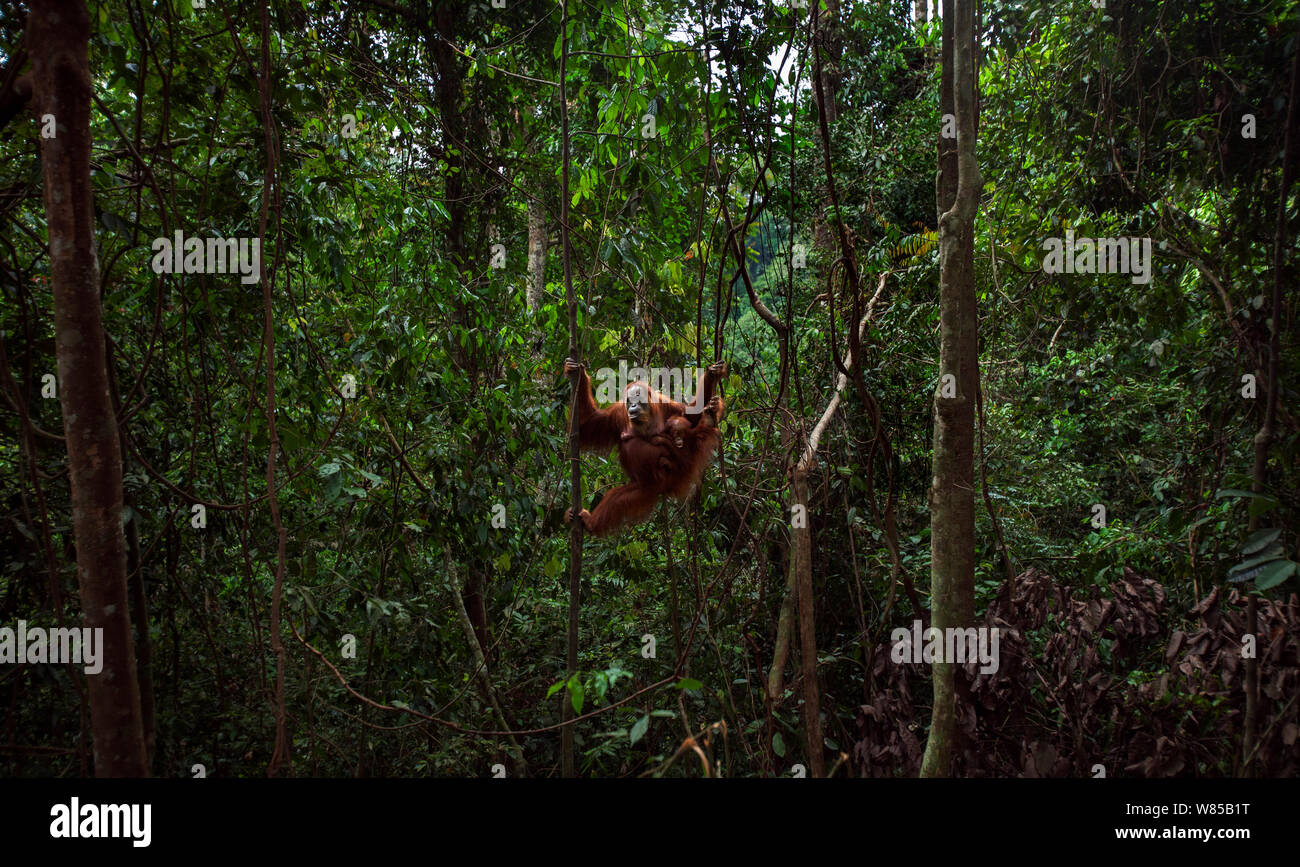 Sumatran orangutan (Pongo abelii) female 'Suma' aged 36 years and baby daughter 'Sumi' aged 2-3 years hanging from a liana. Gunung Leuser National Park, Sumatra, Indonesia. Rehabilitated and released (or descended from those which were released) between 1973 and 1995. Stock Photo