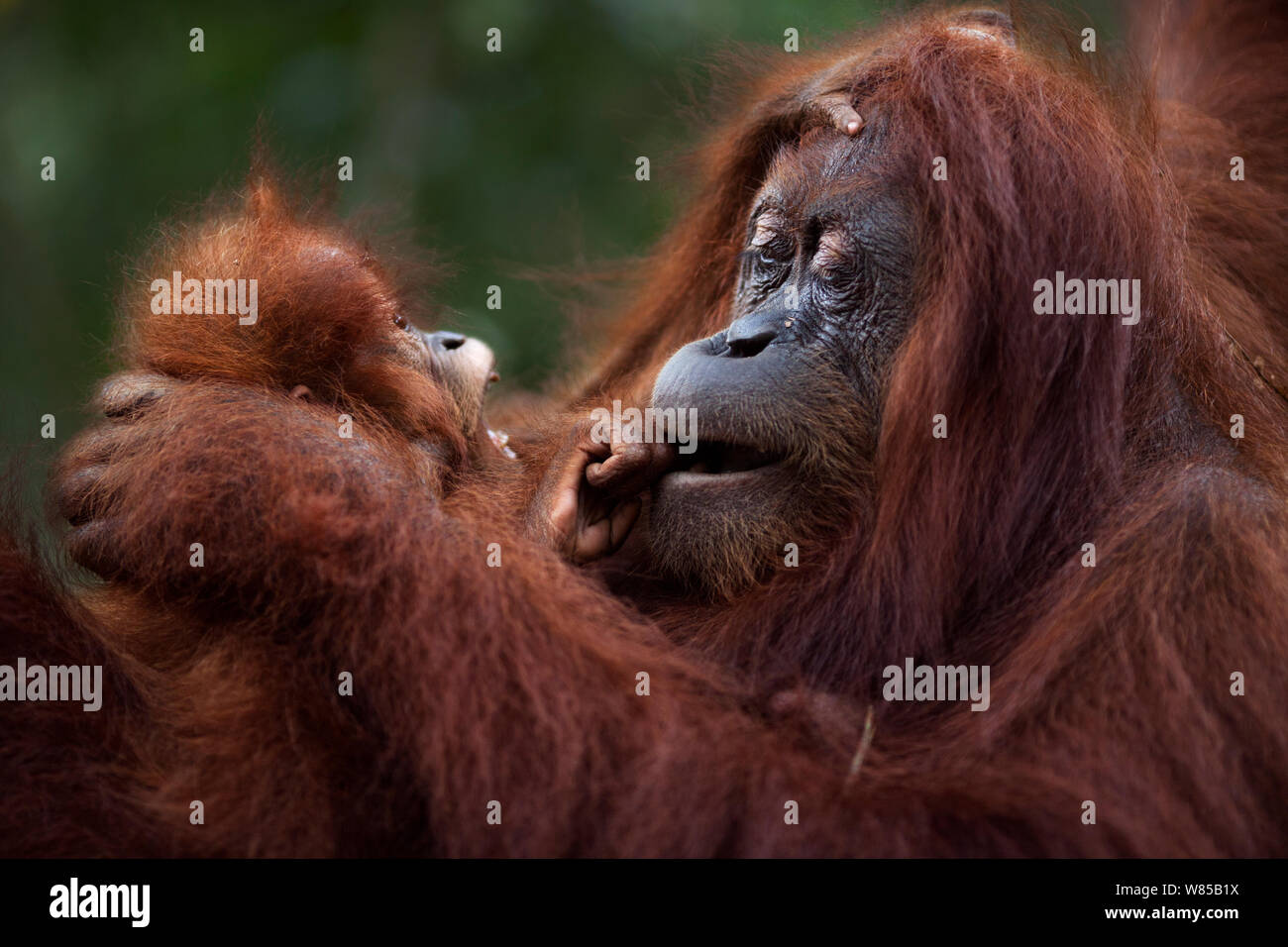 Sumatran orangutan (Pongo abelii) female 'Sandra' aged 22 years playing with baby daughter 'Sandri' aged 1-2 years. Gunung Leuser National Park, Sumatra, Indonesia. Rehabilitated and released (or descended from those which were released) between 1973 and 1995. Stock Photo