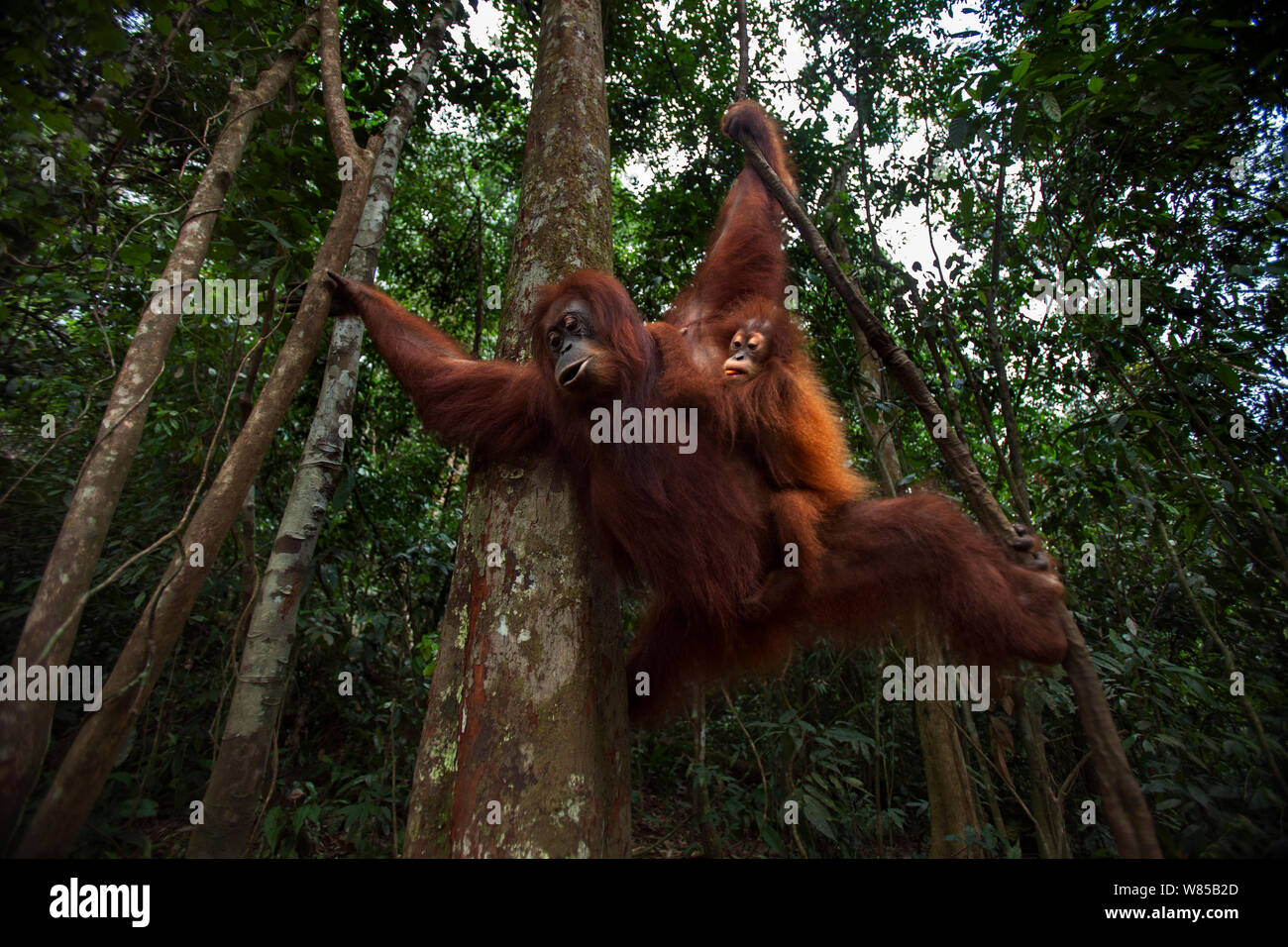 Sumatran orangutan (Pongo abelii) female 'Sandra' aged 22 years and her baby daughter 'Sandri' aged 1-2 years hanging from a liana . Gunung Leuser National Park, Sumatra, Indonesia. Rehabilitated and released (or descended from those which were released) between 1973 and 1995. Stock Photo