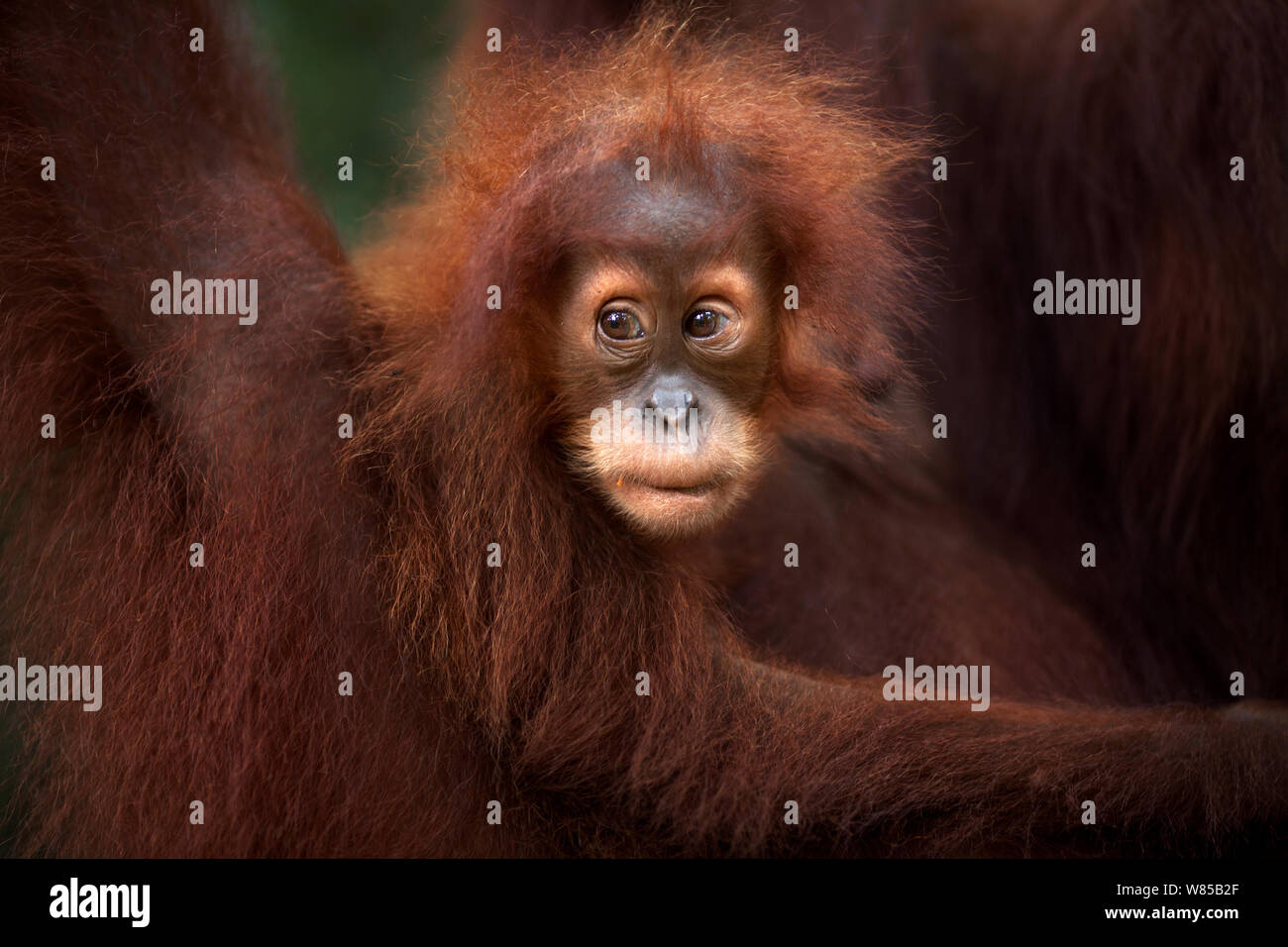 Sumatran orangutan (Pongo abelii) female baby 'Sandri' aged 1-2 years portrait. Gunung Leuser National Park, Sumatra, Indonesia. Rehabilitated and released (or descended from those which were released) between 1973 and 1995. Stock Photo