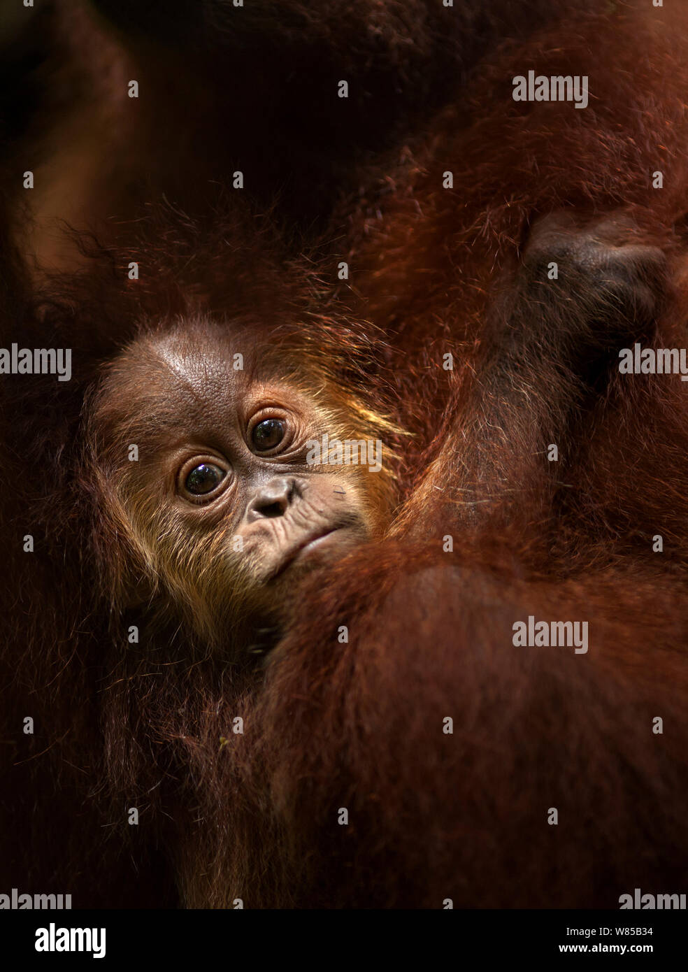 Sumatran orangutan (Pongo abelii) male baby 'Casa' aged 1-2 years clinging to his mother - portrait . Gunung Leuser National Park, Sumatra, Indonesia. Rehabilitated and released (or descended from those which were released) between 1973 and 1995. Stock Photo
