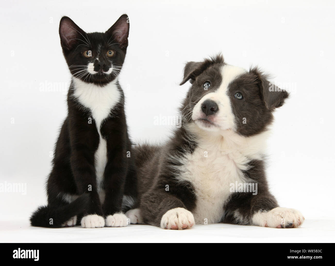 Border Collie Saluki mix? : r/BorderCollie, image size:1300x1030