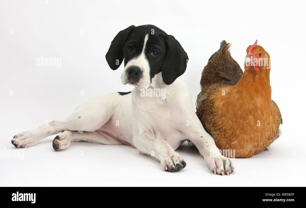 English Pointer puppy 'Isla' 10 weeks, with a chicken. Stock Photo