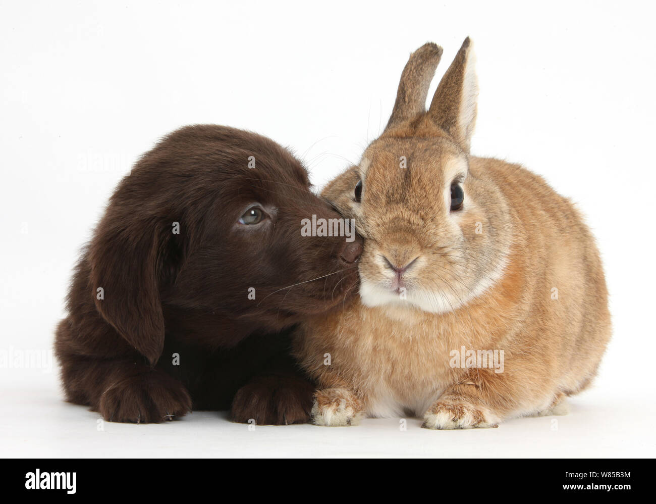 Liver Flatcoated Retriever puppy, 6 weeks, with Netherland Dwarf-cross rabbit, Peter. Stock Photo