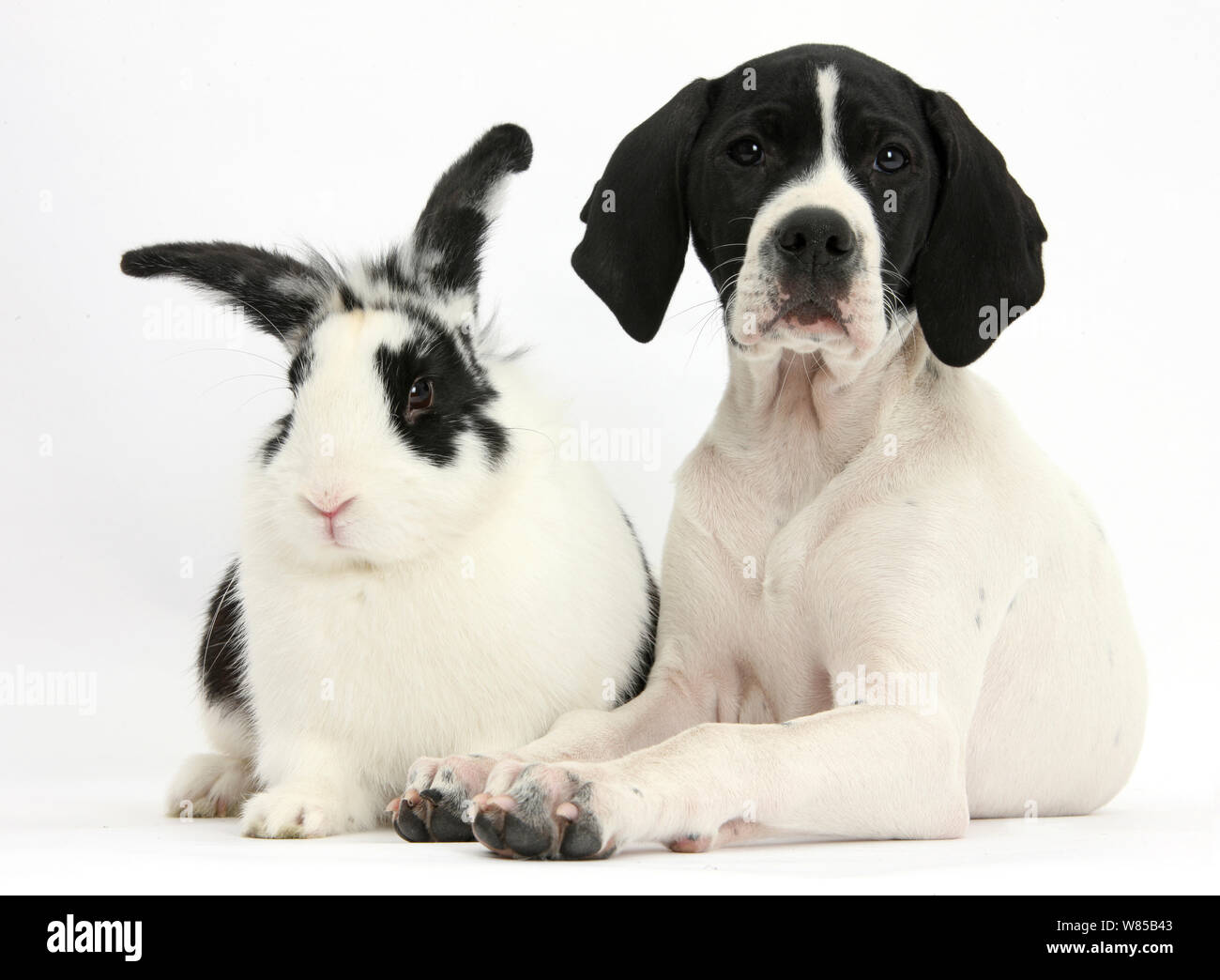 English Pointer puppy, Isla, 10 weeks, with black-and-white rabbit, Bandit. Stock Photo