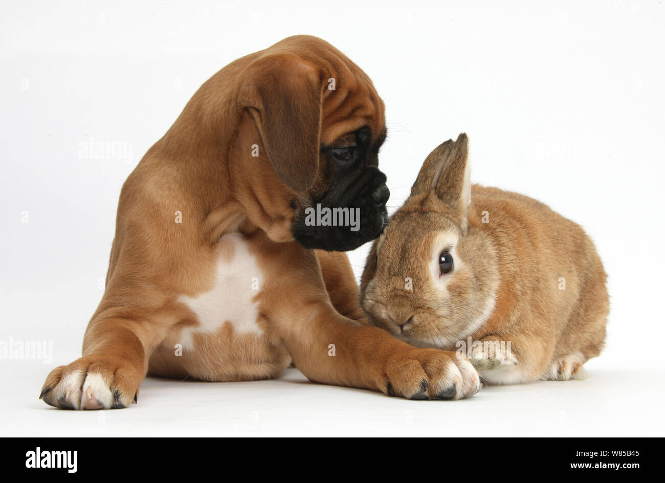 Boxer puppy, Boris, 12 weeks, with Netherland Dwarf-cross rabbit, Peter. Stock Photo