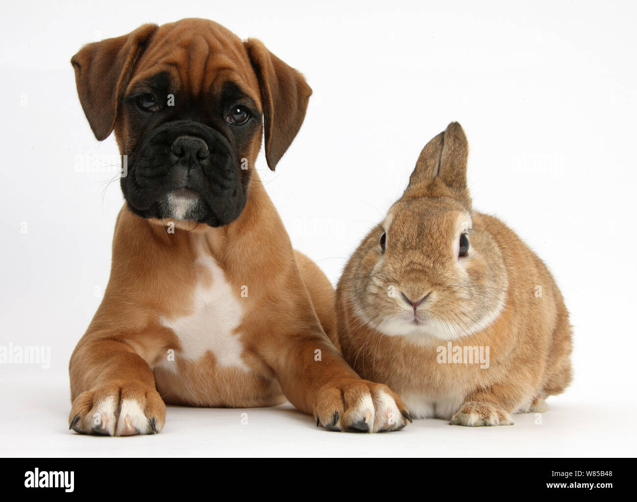 Boxer puppy, Boris, 12 weeks, with Netherland Dwarf-cross rabbit, Peter. Stock Photo
