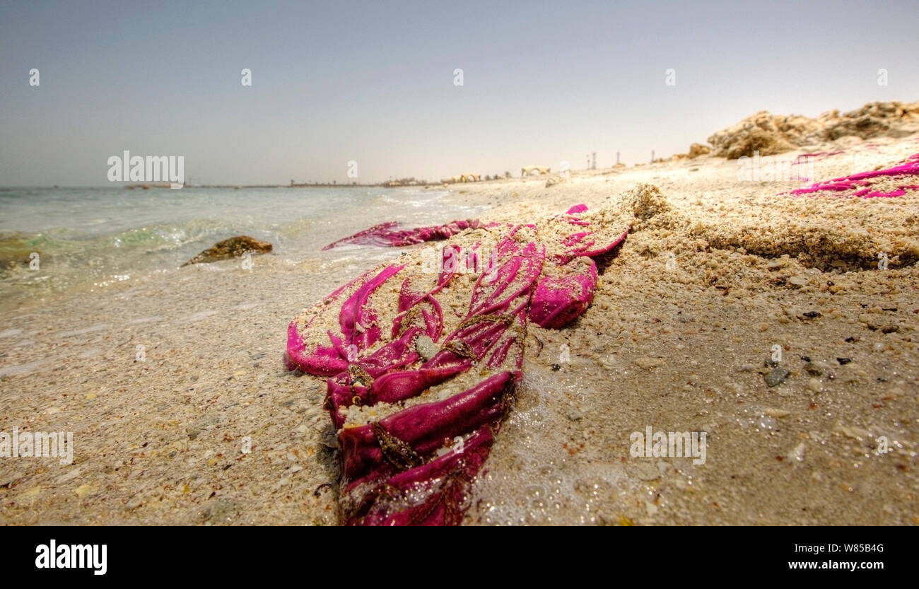 Rubbish on at Al Jazayer Beach, Bahrain. All non-editorial uses must be cleared individually. Stock Photo