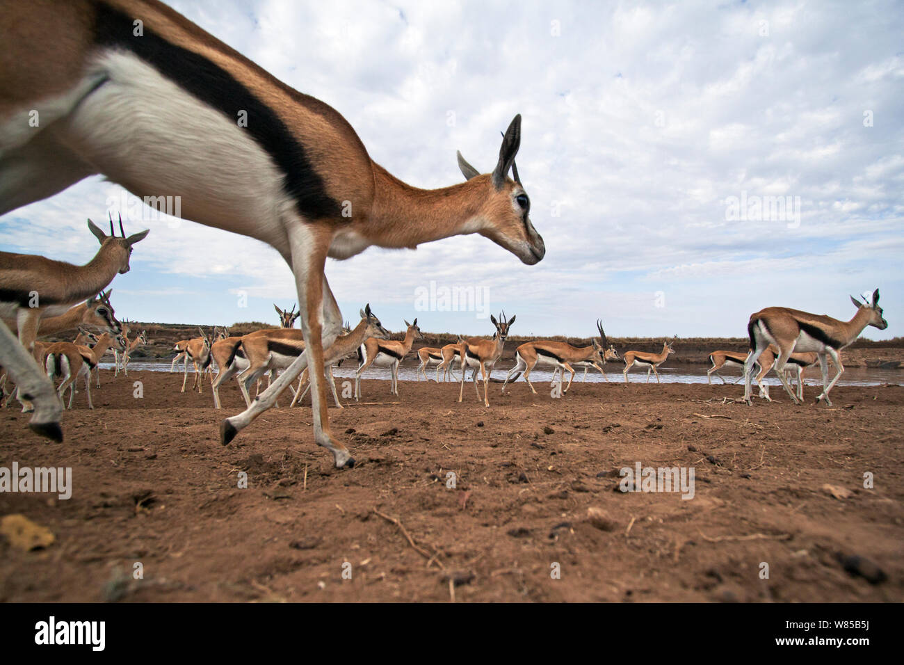 Animal migration herd gazelle hi-res stock photography and images - Alamy