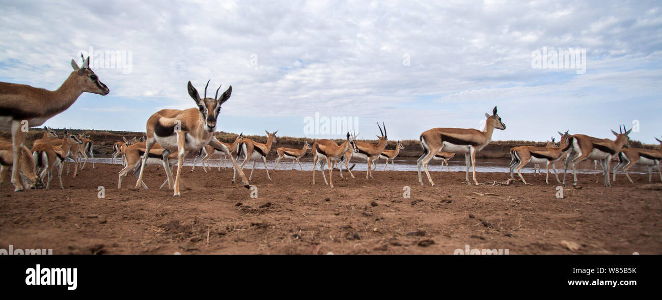 gazelle 39