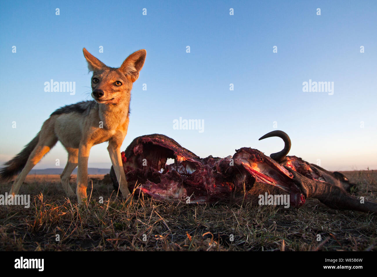 Black-backed jackal (Canis mesomelas) standing next to a wildebeest carcass. Masai Mara National Reserve, Kenya. Taken with remote wide angle camera. Stock Photo