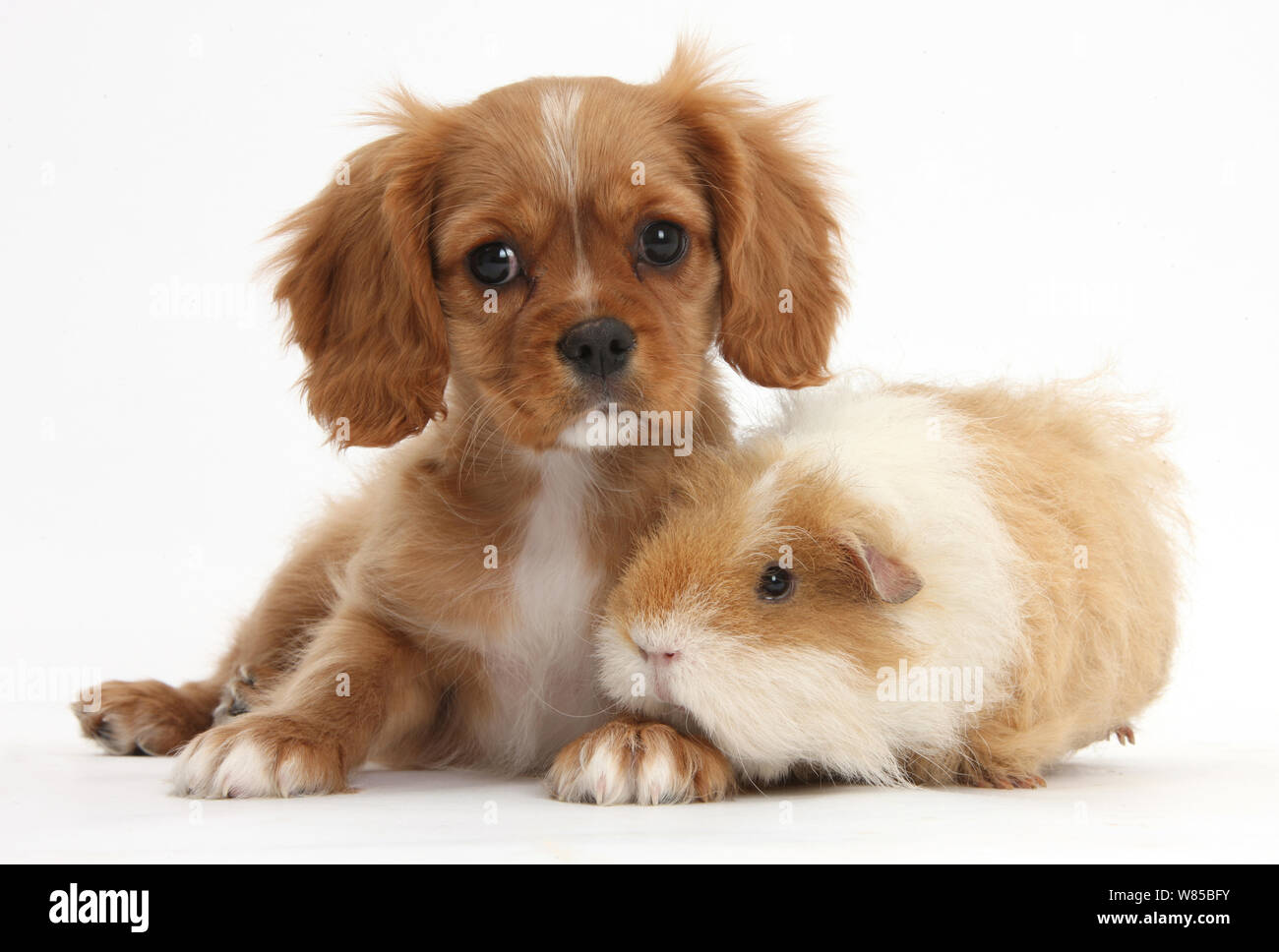 Blenheim Cavalier King Charles Spaniel pup, Star, with shaggy Guinea pig, against white background Stock Photo