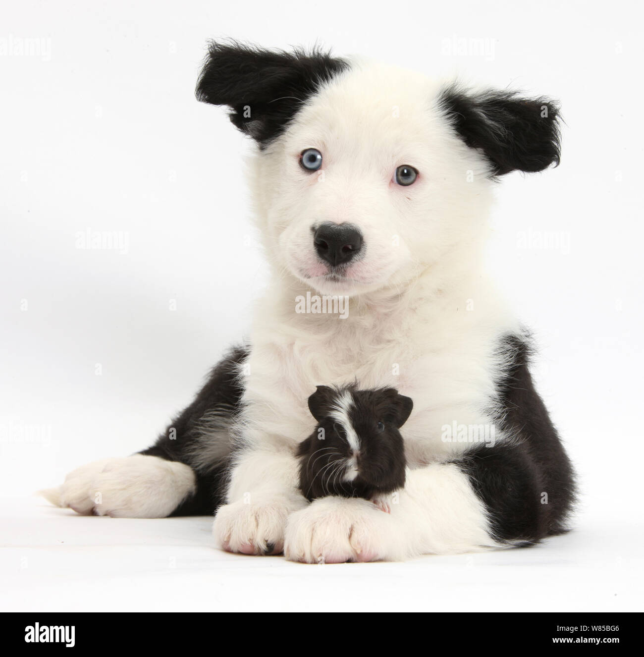 Black-and-white Border Collie pup and Guinea pig, against white background Stock Photo