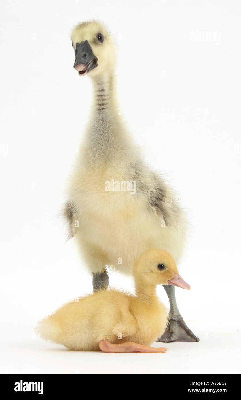Gosling and duckling together, against white background Stock Photo - Alamy