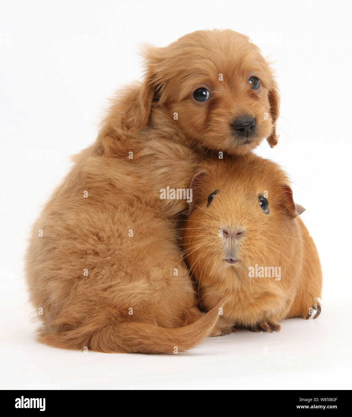 Red Daxiedoodle pup, 6 weeks, and Guinea pig, against white background Stock Photo